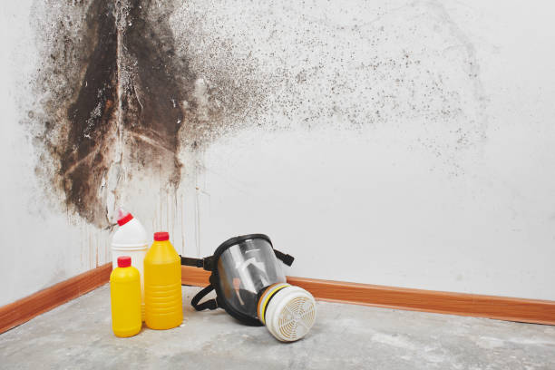 Best Mold Damage Repair  in Boronda, CA