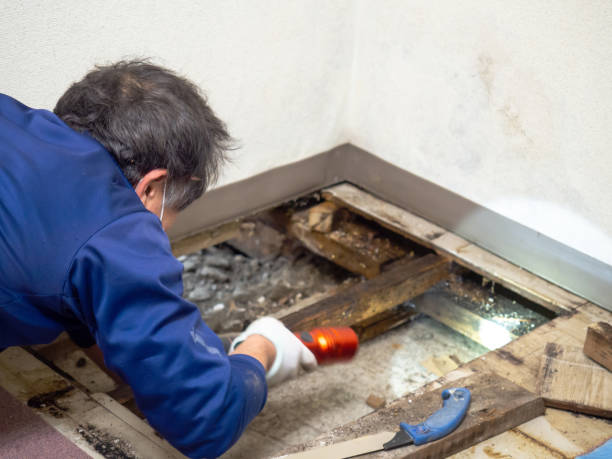 Best Mold Cleaning Services  in Boronda, CA