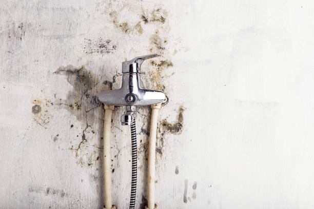  Boronda, CA Mold Removal Pros