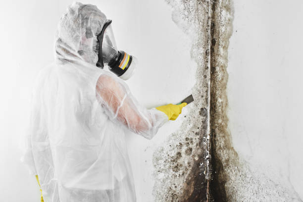 Best Crawl Space Mold Removal  in Boronda, CA