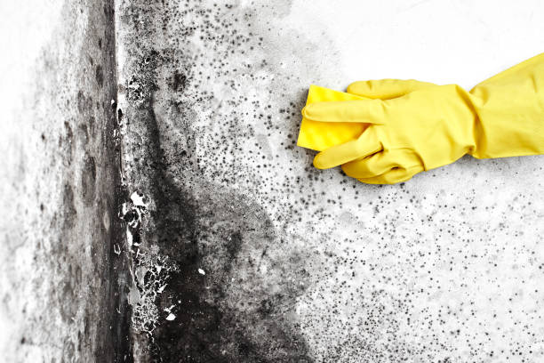 Crawl Space Mold Removal in Boronda, CA