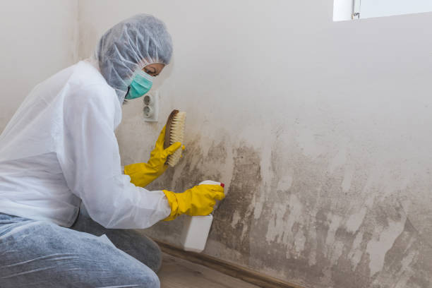 Best Local Mold Removal Service  in Boronda, CA