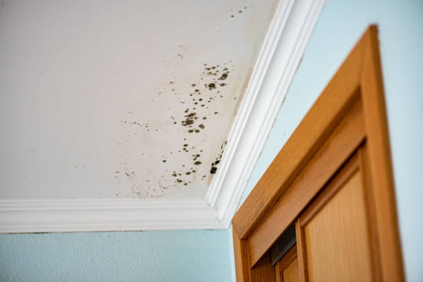 Best Attic Mold Removal  in Boronda, CA
