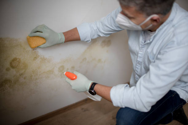 Certified Mold Removal in Boronda, CA