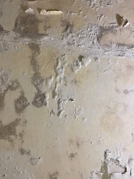 Best Attic Mold Removal  in Boronda, CA