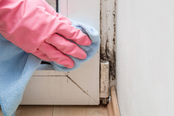 Best Mold Remediation  in Boronda, CA