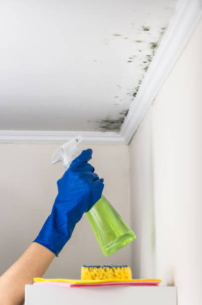 Best Home Mold Removal  in Boronda, CA